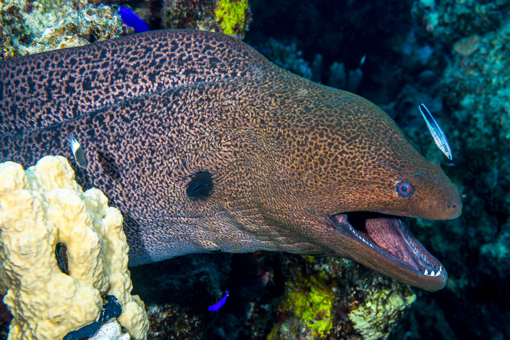 Moray Eel