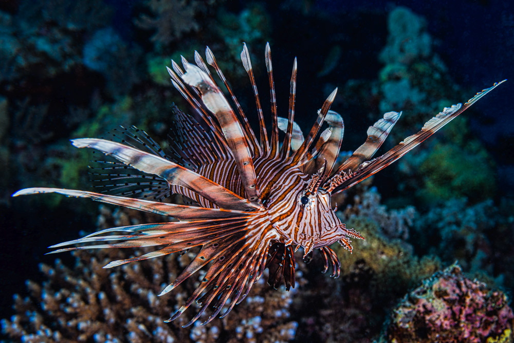 Lionfish