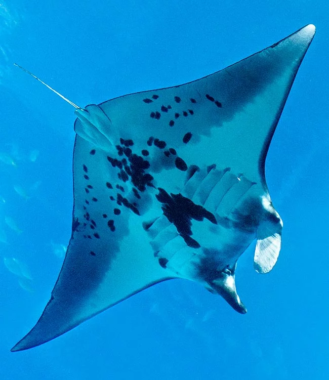 Manta Ray