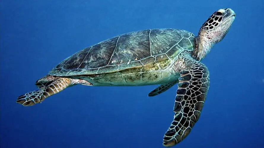 Sea Turtle